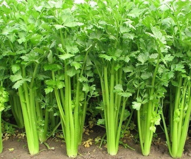  Pētersīļu sēklas “Laica” – spēcīgi, aromātiski un augstražīgi pētersīļi Tavam dārzam